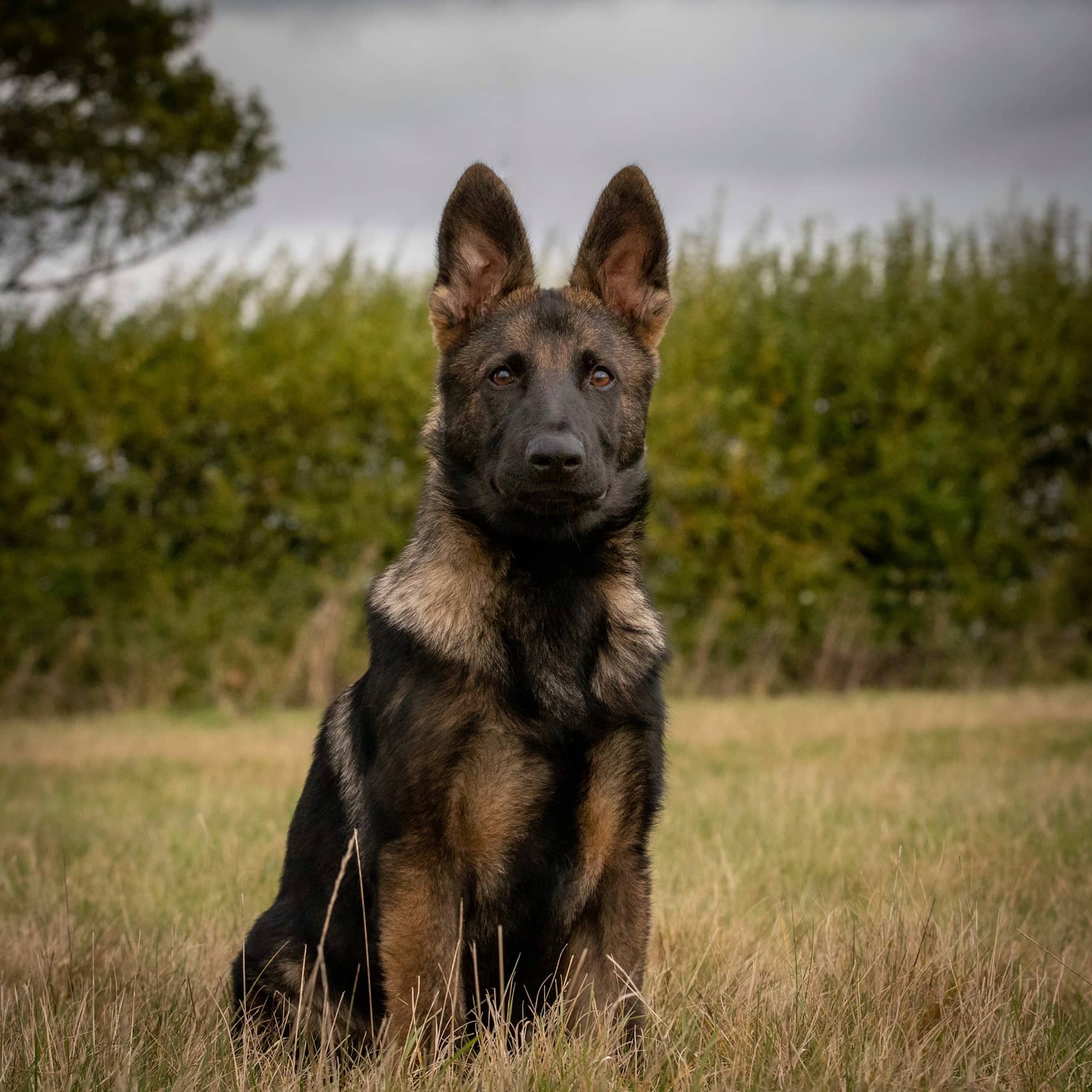 Services Chelmsford Dog Trainer services-chelmsford-dog-trainer